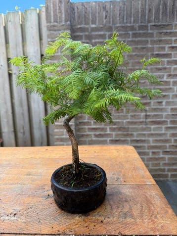Metasequoia Bonsai (Watercypres) - Hoogte (boom): 35 cm -