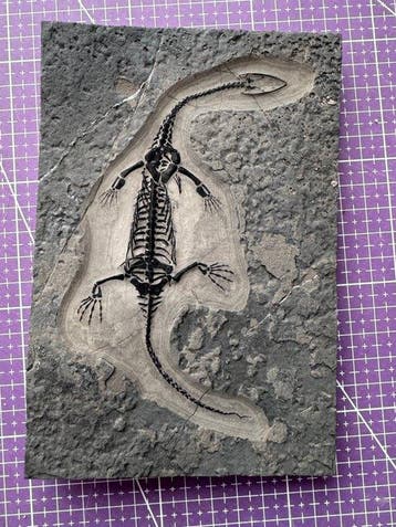 Fossiel reptiel: Keichousaurus -Trias - Gefossiliseerd dier