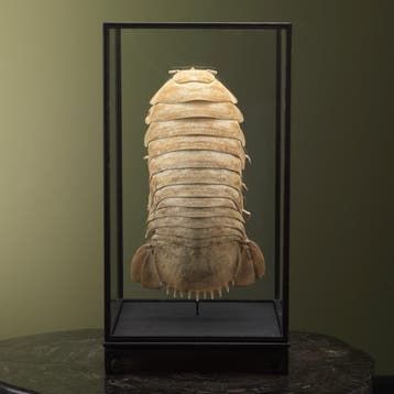 Diepzee Pissebed in Vitrine, Ophalen of Verzenden, Nieuw, Wild dier, Opgezet dier