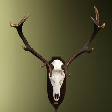 Edelhert Gewei Taxidermie Opgezette Dieren By Max, Ophalen of Verzenden, Nieuw, Wild dier, Opgezet dier