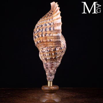 Charonia Tritonis - Schelpen van het Charonia-geslacht -, Verzamelen
