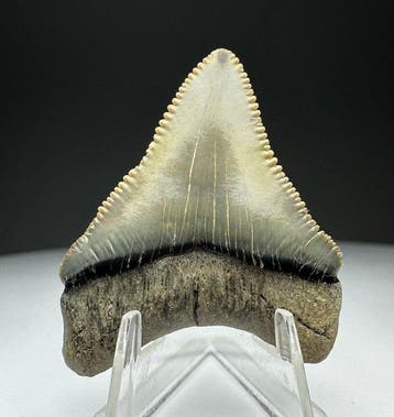 Megalodon - Fossiele tand - 4 cm - 3 cm, Verzamelen