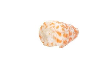 Conus tessulatus (60mm) | Grote droom voor verzamelaars |, Verzamelen, Nieuw