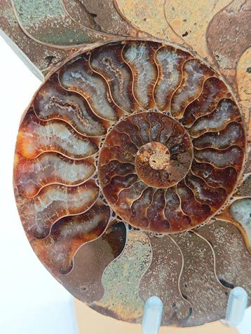Ammoniet - Gefossiliseerd dier - Aioloceras (Cleoniceras)