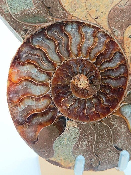 Ammoniet - Gefossiliseerd dier - Aioloceras (Cleoniceras), Antiquités & Art, Curiosités & Brocante