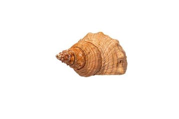Pleuroploca trapezium | Trapez-Fasziolaria / Conque cheval -, Nieuw