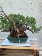 Jeneverbes bonsai (Juniperus) - Hoogte (boom): 32 cm -, Antiek en Kunst