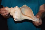 Escargot de mer Coquillage marin - S-230 TRIPLOFUSUS
