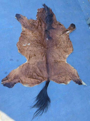 Paard Balg - Equus cabbalus - 320 cm - 200 cm - 0 cm, Nieuw