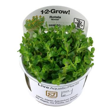 Rotala Bonsai - In Vitro, Animaux & Accessoires, Poissons | Aquariums & Accessoires, Envoi