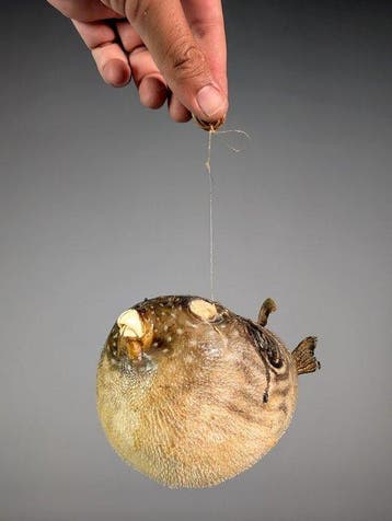 Prachtige kogelvis! Taxidermie volledige montage -, Nieuw