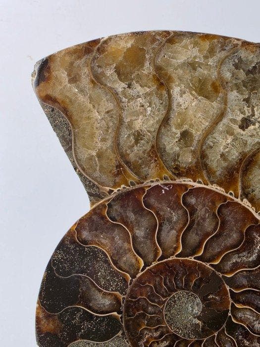 Ammoniet - Gefossiliseerd dier - Aioloceras (Cleoniceras), Collections, Minéraux & Fossiles