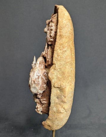 Dinosaurusembryo in ei (Baby Yingliang-exemplaar) -