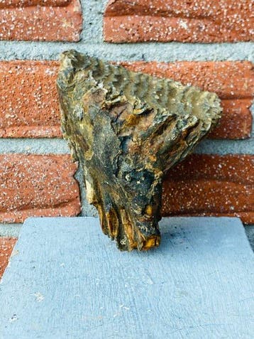 Wolharige mammoet - Fossiele kies - Mammuthus primigenius -, Verzamelen, Mineralen en Fossielen