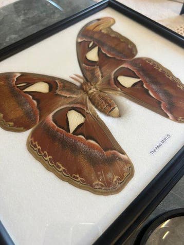 Atlasmot Taxidermie wandmontage - Attacus atlas - 27 cm - 25, Nieuw