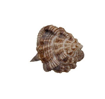Élégant escargot épineux : Siratus perelegans (80 mm) –