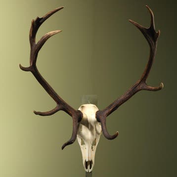 Edelhert Gewei Taxidermie Opgezette Dieren By Max, Ophalen of Verzenden, Nieuw, Wild dier, Opgezet dier