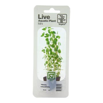 Rotala rotundifolia (easy), Dieren en Toebehoren, Vissen | Aquaria en Toebehoren, Verzenden, Nieuw