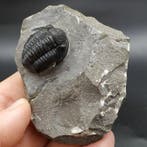 Trilobiet - Gefossiliseerd dier - Gerastos tuberculatus, Verzamelen, Mineralen en Fossielen