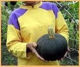 Green Delicious pompoen 50 zaden, Nieuw