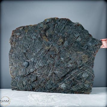 Crinoïde fossile Seelilie - Plaque rocheuse fossile, Collections, Minéraux & Fossiles