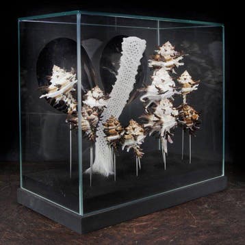 Collection marine sous coupole de verre - Support de corps, Antiquités & Art
