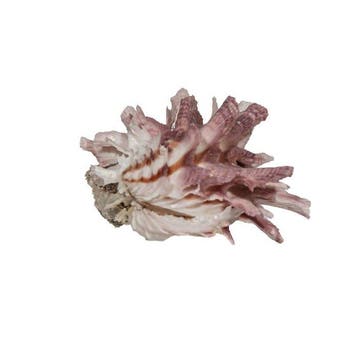 Rare Stachelauster violette – Spondylus variegatus (40 mm) –