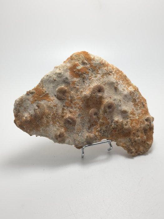 Fossiel - Gefossiliseerd dier - piece of seabed hundreds of, Verzamelen, Mineralen en Fossielen
