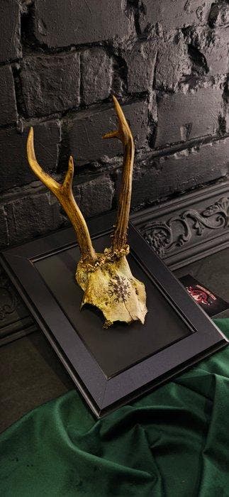 Ree Gesneden schedel - Caproleus caproleus - 15 cm - 11 cm -