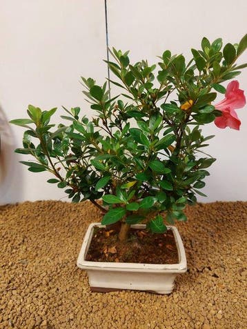 Bonsaï Azalée (Rhododendron) - Hauteur (arbre) : 30 cm -