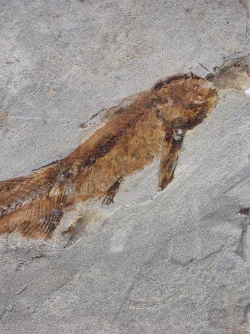 Vis - Gefossiliseerd dier - Lycoptera - 11 cm (Zonder