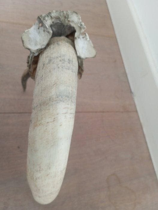 Vache Cornes - Hoorn - 22 cm - 4 cm - 5.5 cm - (1), Antiquités & Art, Curiosités & Brocante