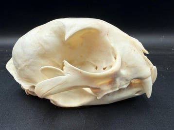 Lynx Schedel - Lynx Canadensis - 7.5 cm - 8.5 cm - 13 cm-, Nieuw
