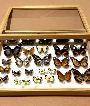 Historische wetenschappelijke Vlinder collectie uit vier, Nieuw