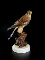Gheppio Taxidermie volledige montage - Falco tinnunculus -, Nieuw