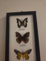 Papillon Support de corps entier pour taxidermie -