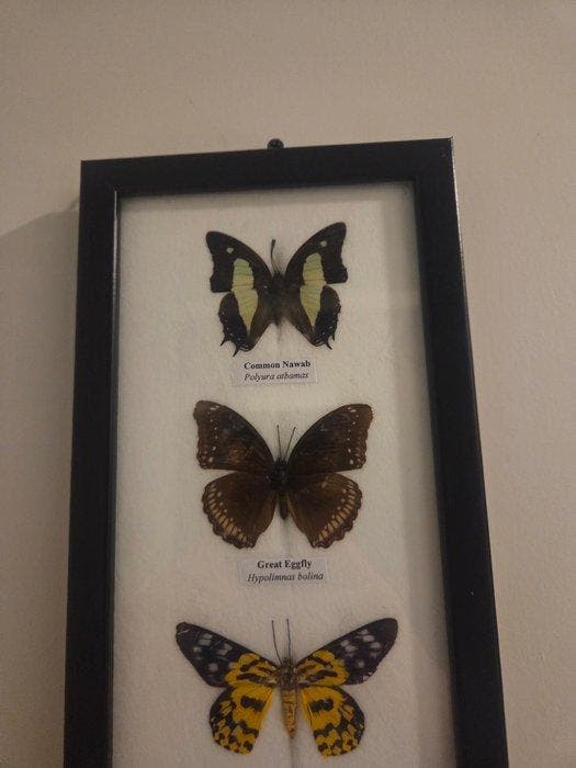 Papillon Support de corps entier pour taxidermie -, Collections, Collections Animaux