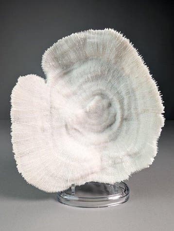 Splendid Bowl Coral (Soumissionnaires de lUE uniquement), Nieuw