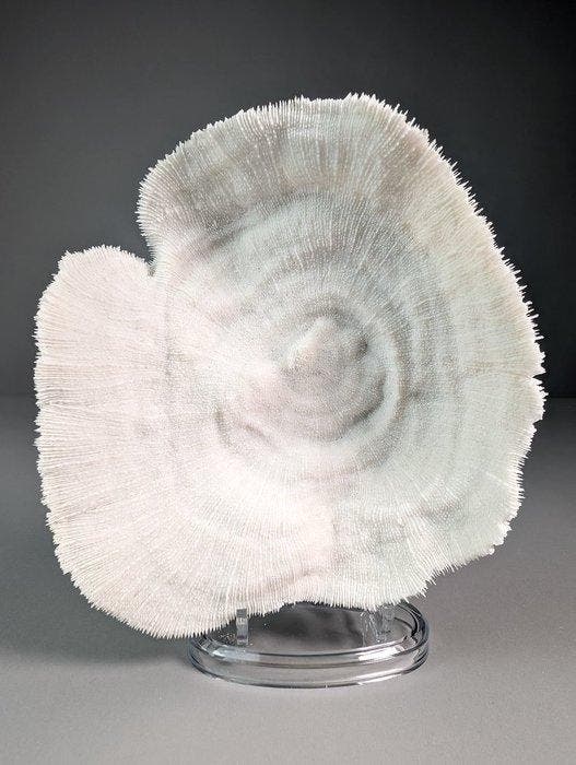 Splendid Bowl Coral (Soumissionnaires de lUE uniquement), Verzamelen, Dierenverzamelingen