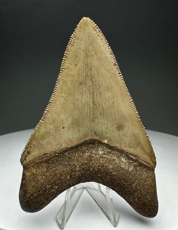 Mégalodon - Dent fossile - 8 cm - 5.5 cm, Verzamelen