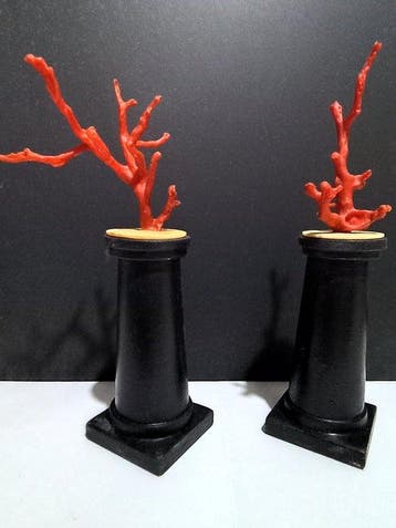 Koraal Koraal - corallium rubrum