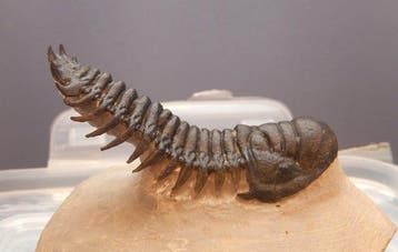 Trilobiet - Gefossiliseerd dier - Crotalocephalus gibbus -