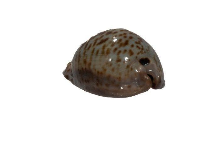 Trona stercoraria 70 mm | Zeldzame Ratten-Kauri (Senegal) -, Collections, Collections Animaux