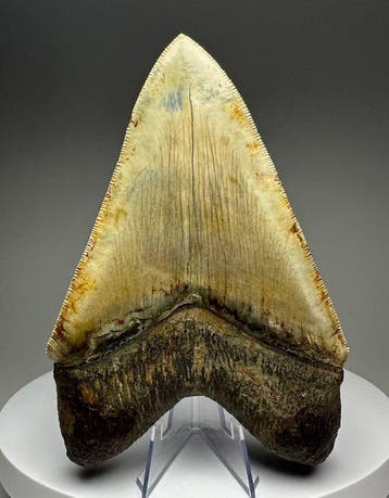 Mégalodon - Dent fossile - 15 cm - 10 cm