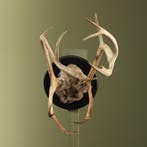 Rendier Gewei Taxidermie Opgezette Dieren By Max, Ophalen of Verzenden, Nieuw, Wild dier, Opgezet dier