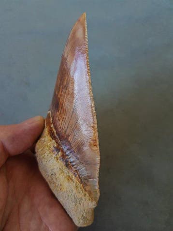 Megalodon - Fossiele tand - 13.2 cm - 9.1 cm, Verzamelen