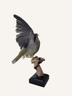 waalia duif Taxidermie volledige montage - treron waalia -, Nieuw