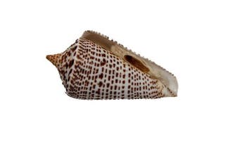 Grand chef-dœuvre de cabinet : Conus lorenzianus (67 mm) –