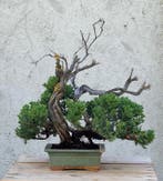 Jeneverbes bonsai (Juniperus) - Hoogte (boom): 32 cm -