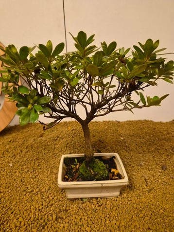 Azalea bonsai (Rhododendron) - Hoogte (boom): 30 cm - Diepte